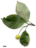 SpeciesSub: 'Lemon Drop'
